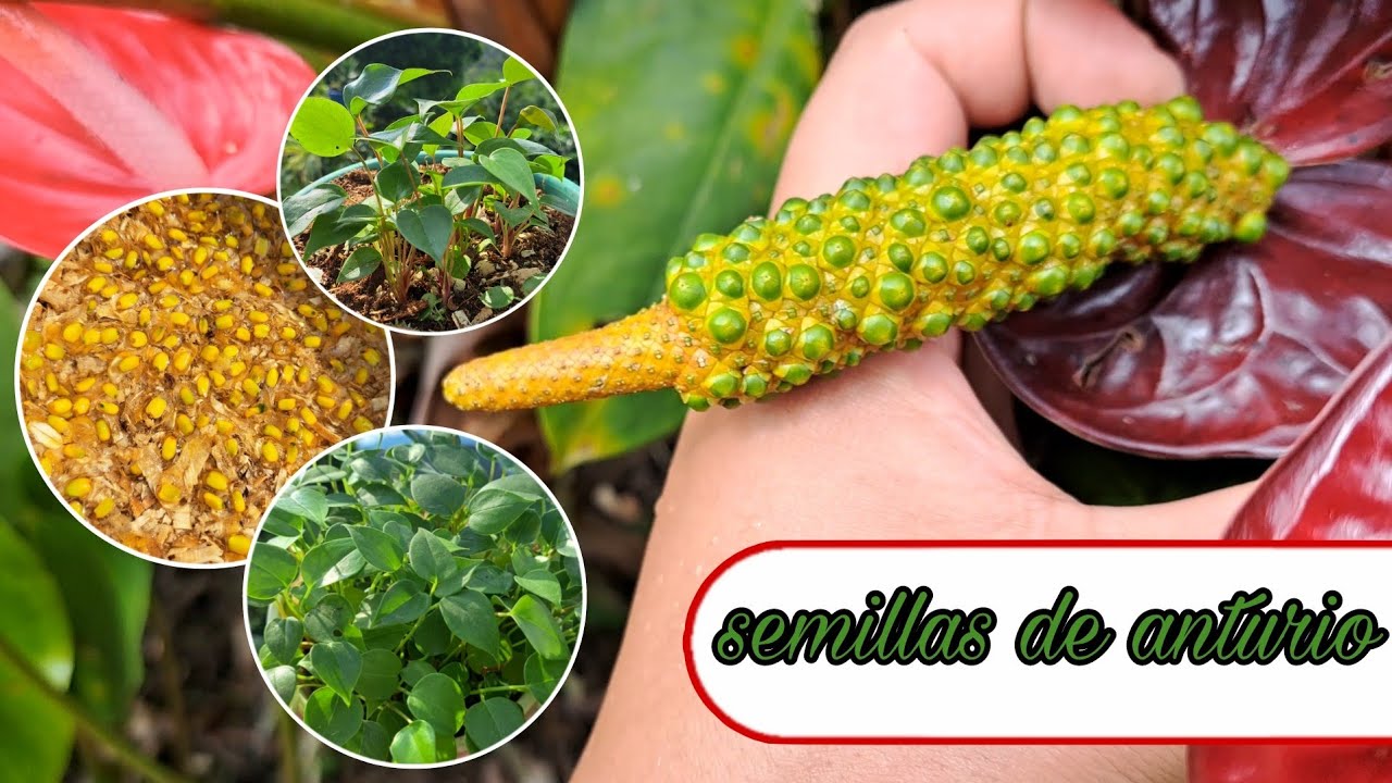 Aprende como germinar semillas de anturio.