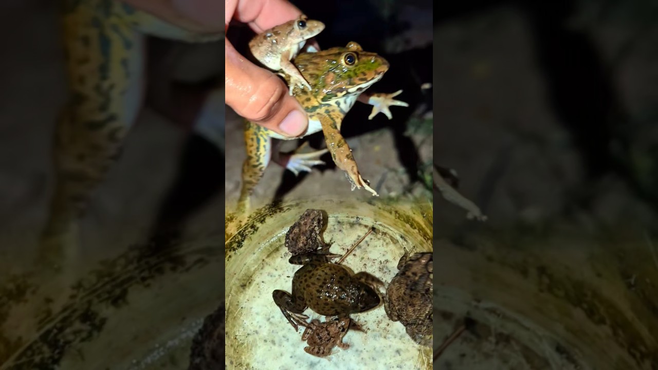 funny frog catching Bonk Bonk | funny frogs and toads | jumping frog meme | laughter of frogs funny