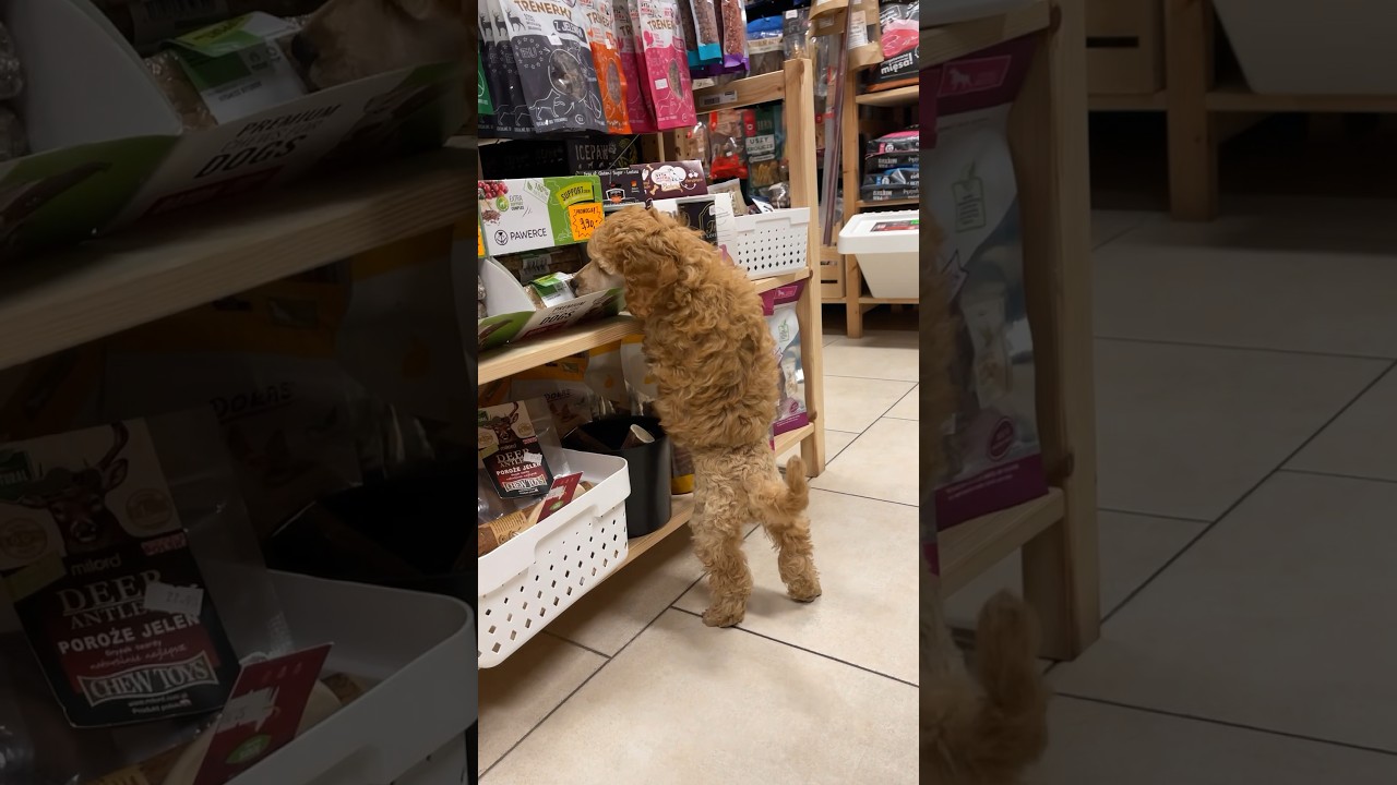 PIERWSZE ZAKUPY MOJEGO NOWEGO PIESKA 🐶🛍️