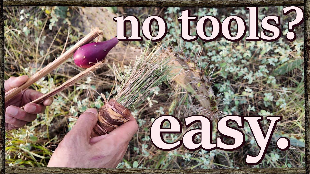 How to Prepare Prickly Pear: Native cactus fruit harvesting method.