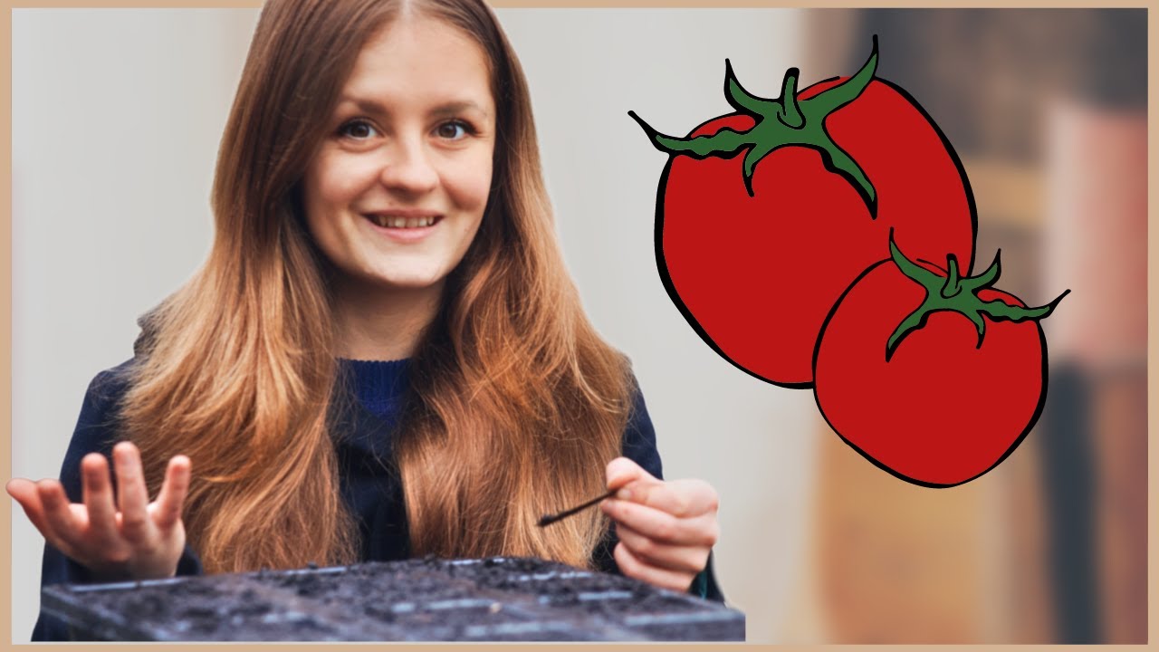 Tomaten im Haus aussäen und vorziehen 🍅