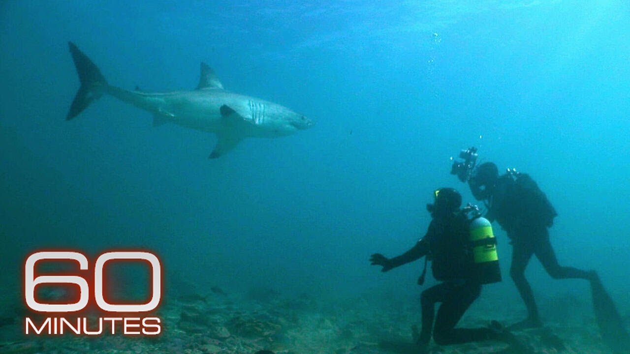 Mike Rutzen: The Sharkman | 60 Minutes Archive