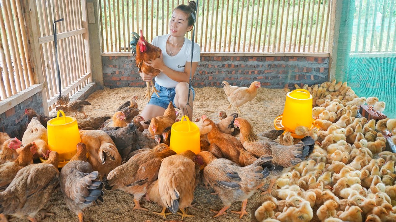 Buy A Lot Of Chicks To Raise - Make Mesh Fence To Separate Baby Chicks and Older Chickens
