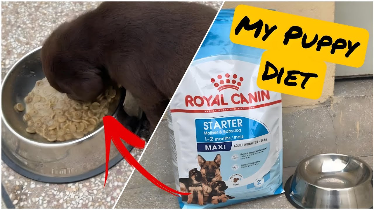 Labrador diet chart | Labrador puppy diet plan | Pet Food | Royal Canin