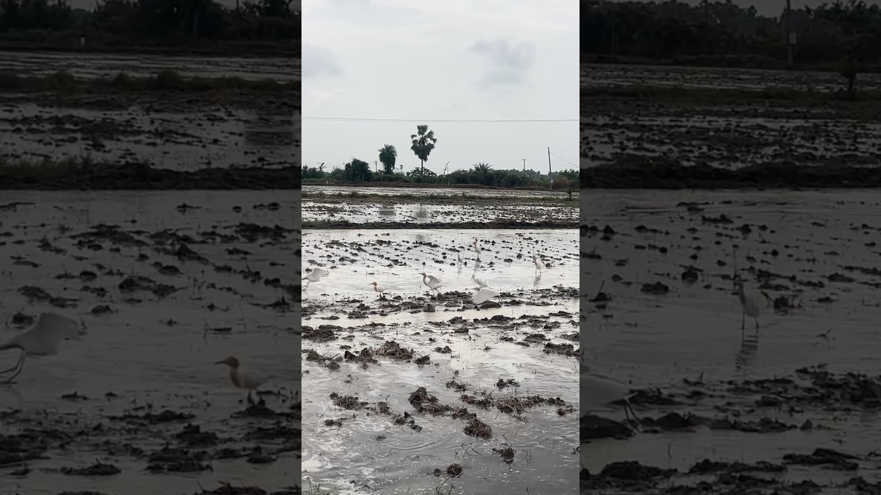 Paddy puddling 🌾🌿🍀⛅️ 