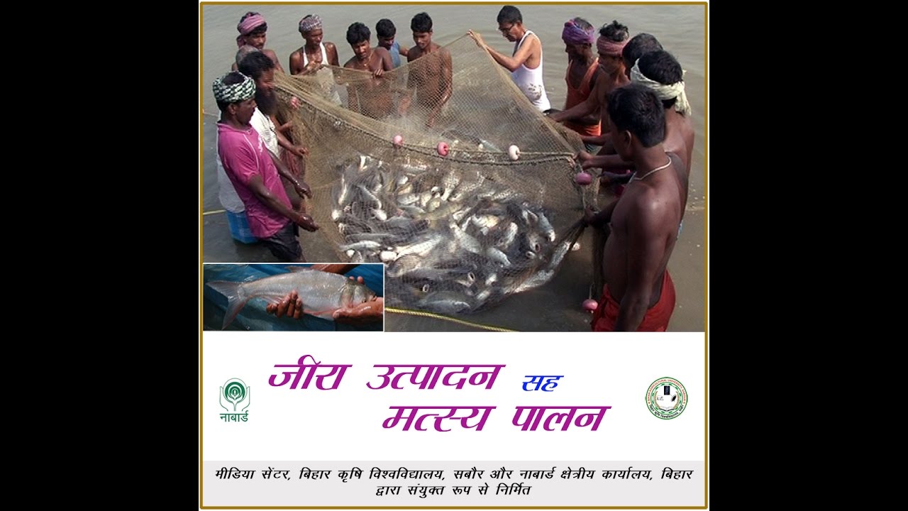 Fisheries ( जीरा उत्पादन सह मछली  पालन )