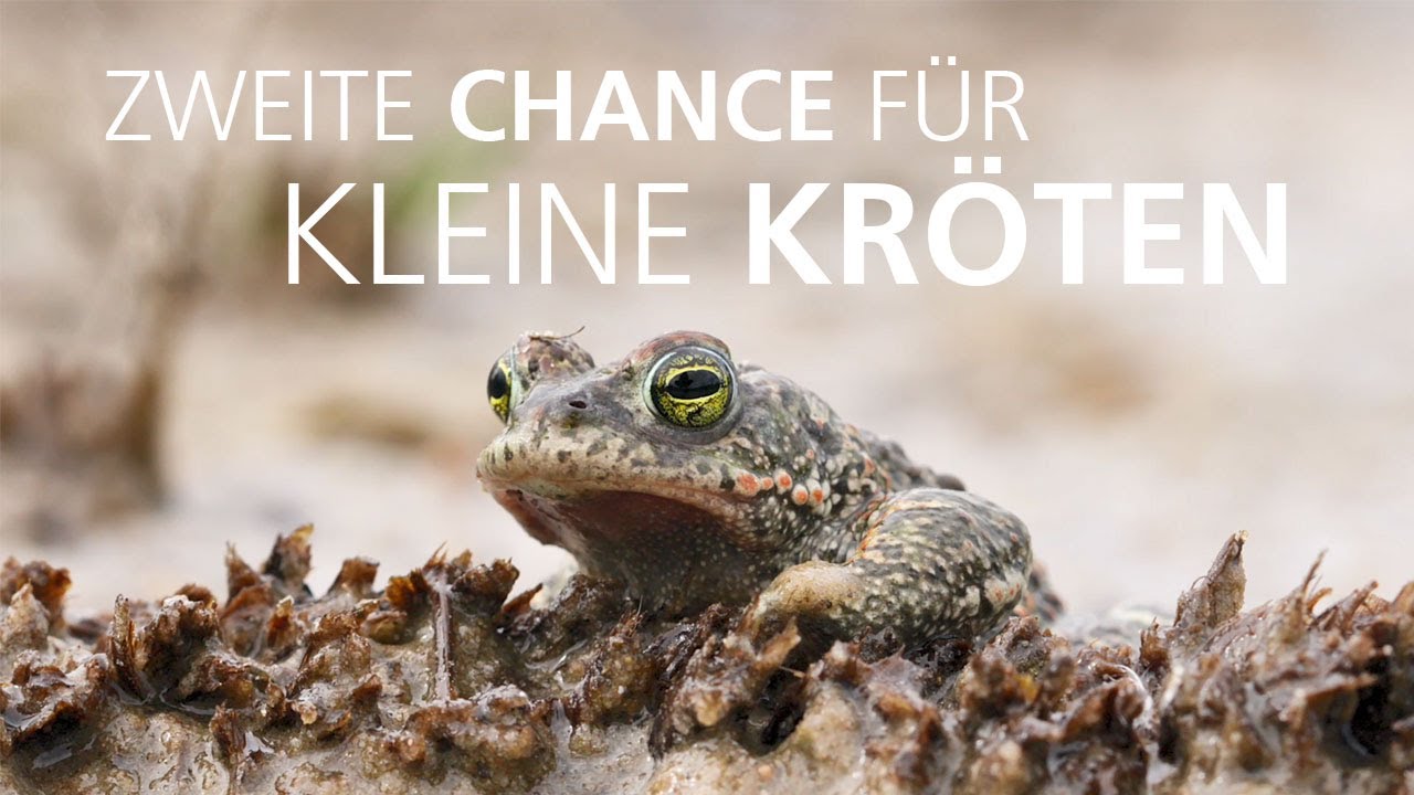 Zweite Chance für kleine Kröten: Neue Lebensräume für die Kreuzkröte im Landkreis Cuxhaven