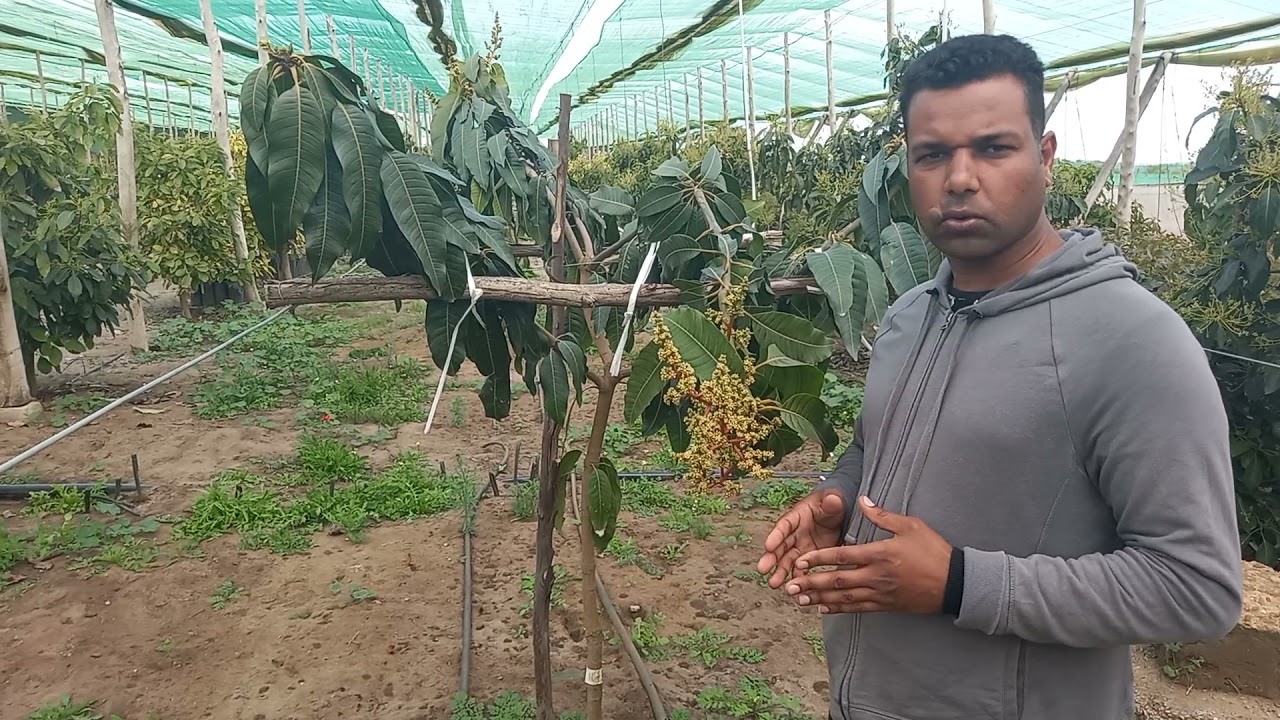 شجرة المانجو بالمغرب mango au maroc