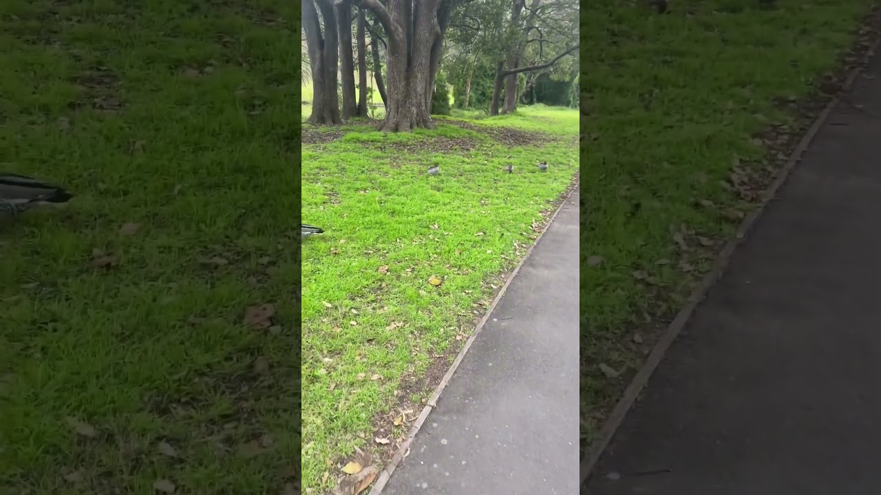 strolling through parramatta park 🌳🍃🌸 #explore #explorenature #nature #peace #sydney #sydneylife