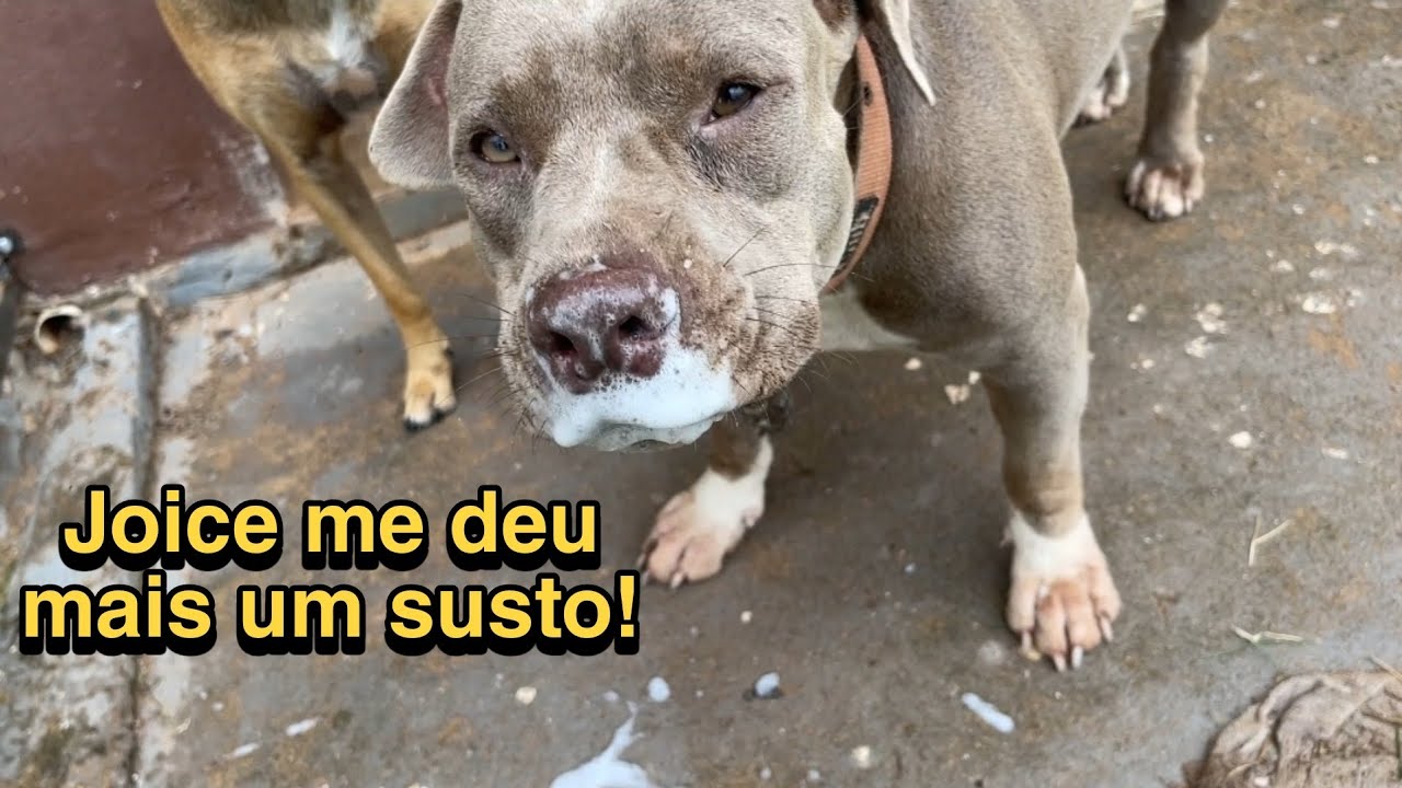 O lado ruim de morar na roça 😰 !  #Vlog