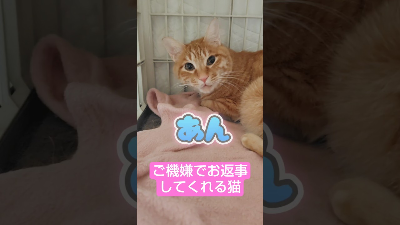 下僕が喋りかけると必ず返事してくれる猫 #鉄丸と蒼 #猫 #cat #shorts