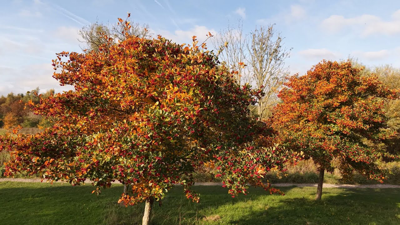 Look at the different coloured leaves (Mini 5 Pro).