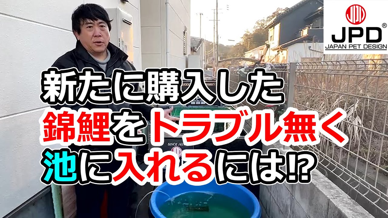 【生体管理】錦鯉の導入方法