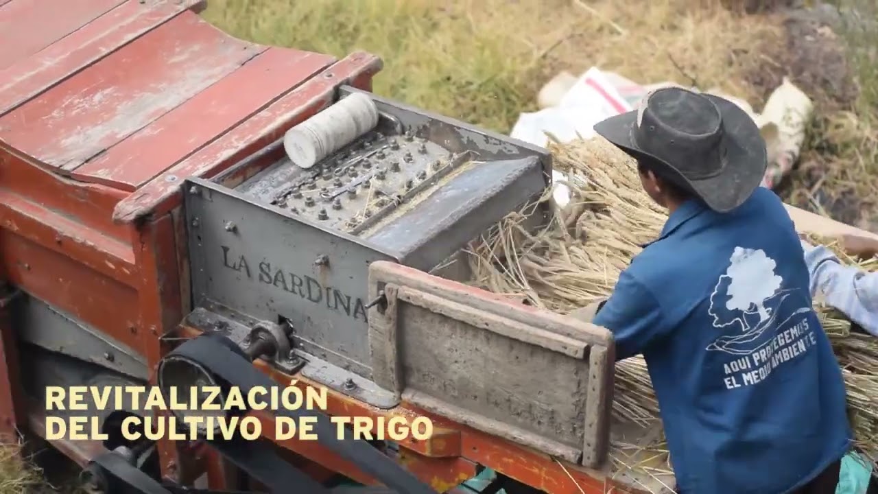 Trigo Campesino y Molinería Hidráulica en Boyacá Colombia