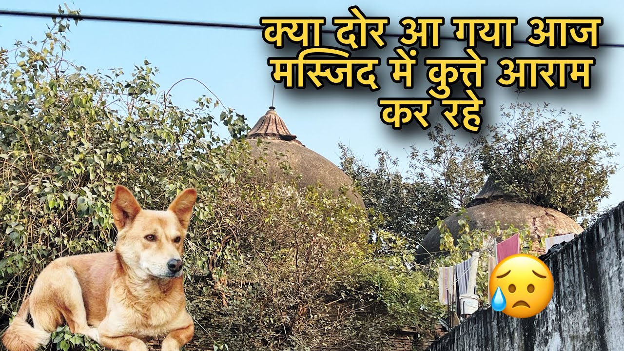 800 साल पुरानी मस्जिद में आज कुत्ते आराम कर रहे है / देख लो मुसलमानों यही दिन देखना बाक़ी था #muslim
