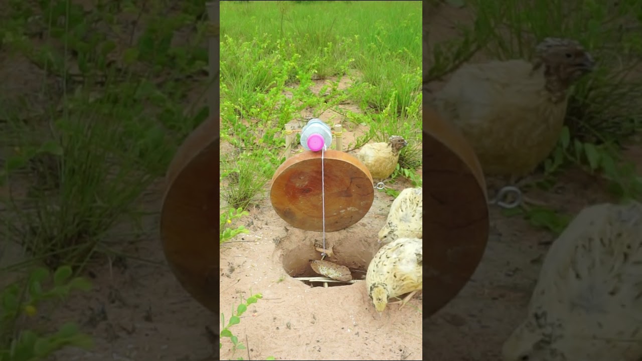 Creative Unique Underground Bird Trap - How To Make Bird Trap - #shortsvideo