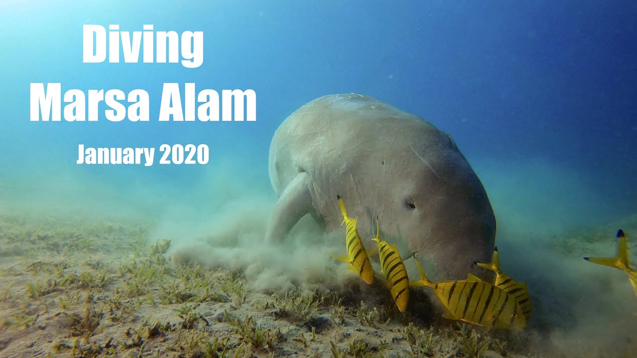 Diving Marsa Alam