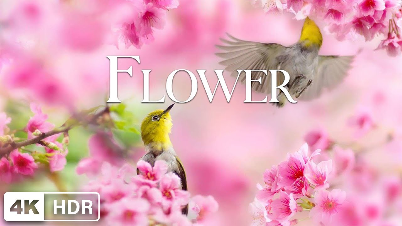 Flower 4K Nature Relaxation Film - Healing and Meditation Music