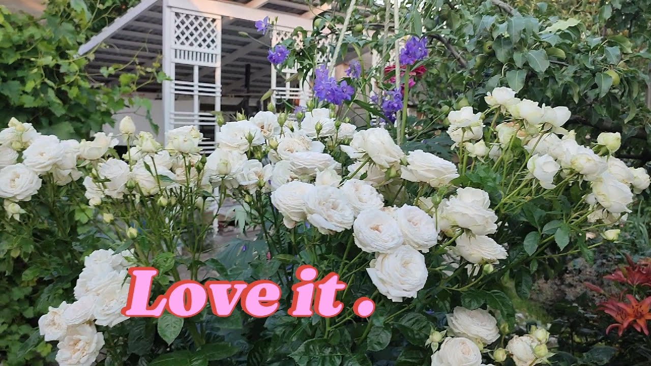 Белый   танец с Мадам Анизетт