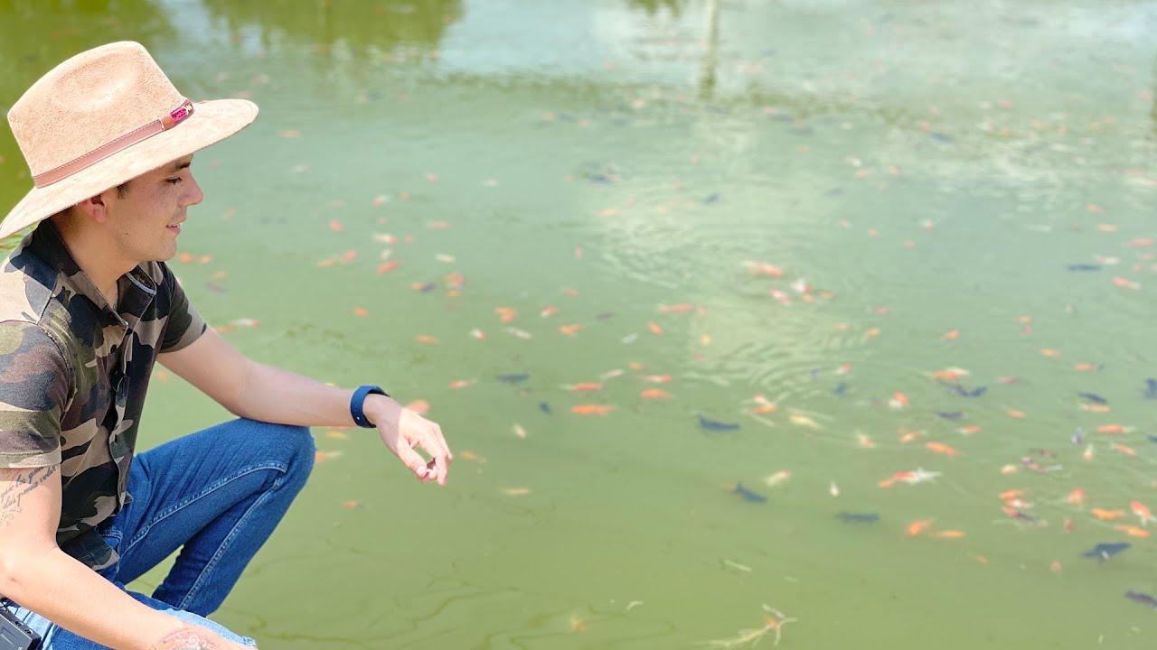 100 millones de peces de Ornato | 50 mil peces diarios en el centro de acopio y 150 granjas