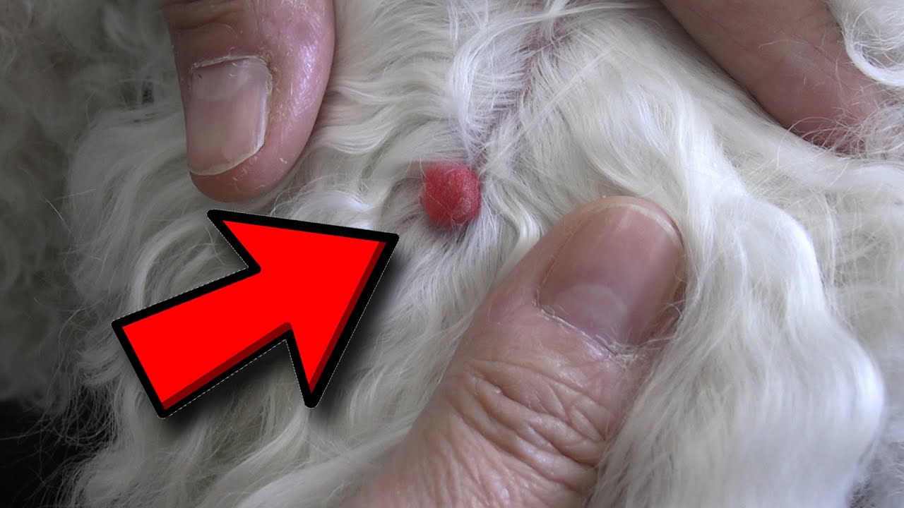 Avoid This Common Brushing Mistake | Dog Grooming Tips For Skin Growths