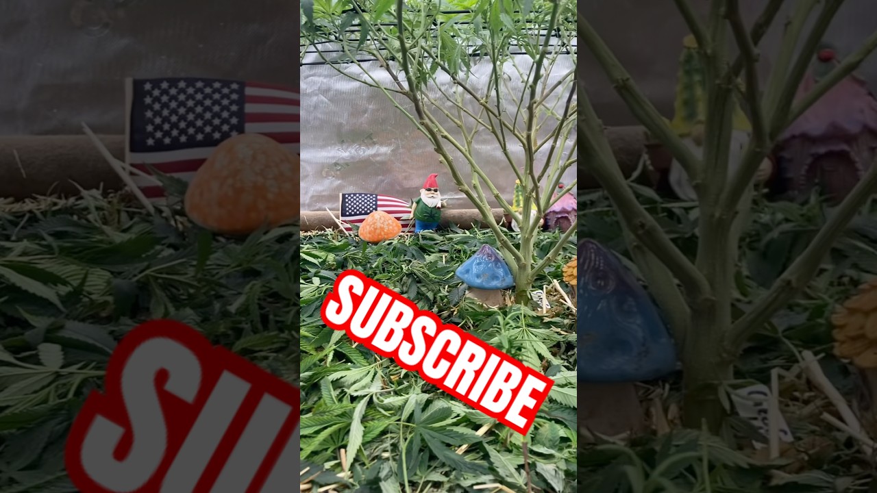 How to SCROG