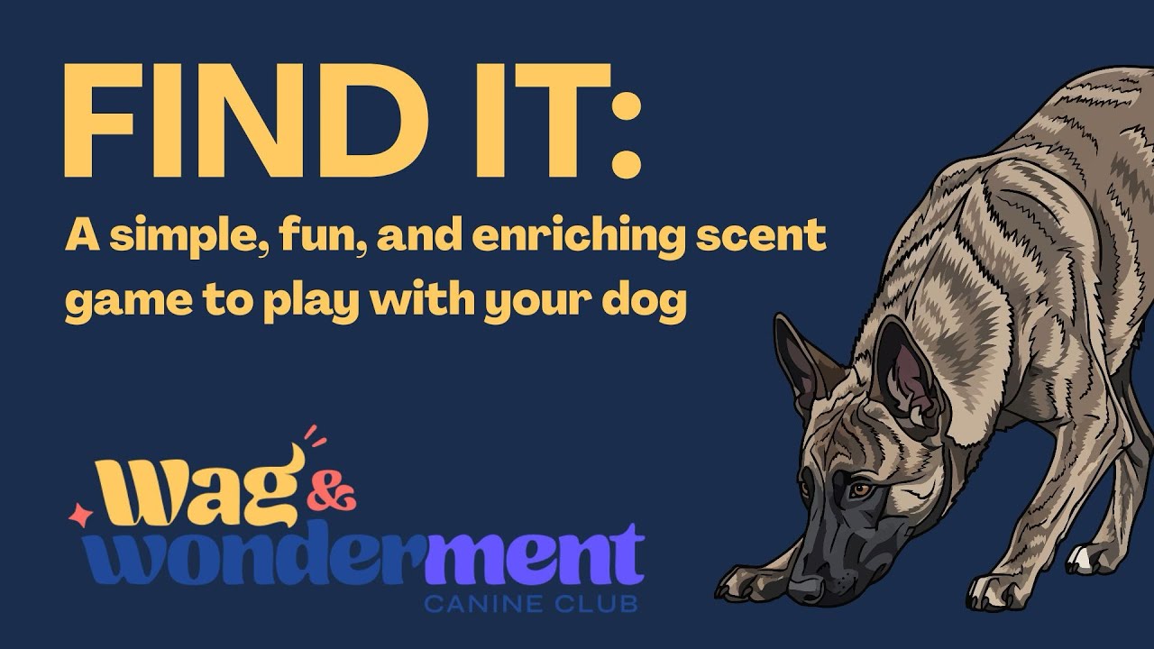 FIND IT: A simple, fun, enriching scent game to play with your dog