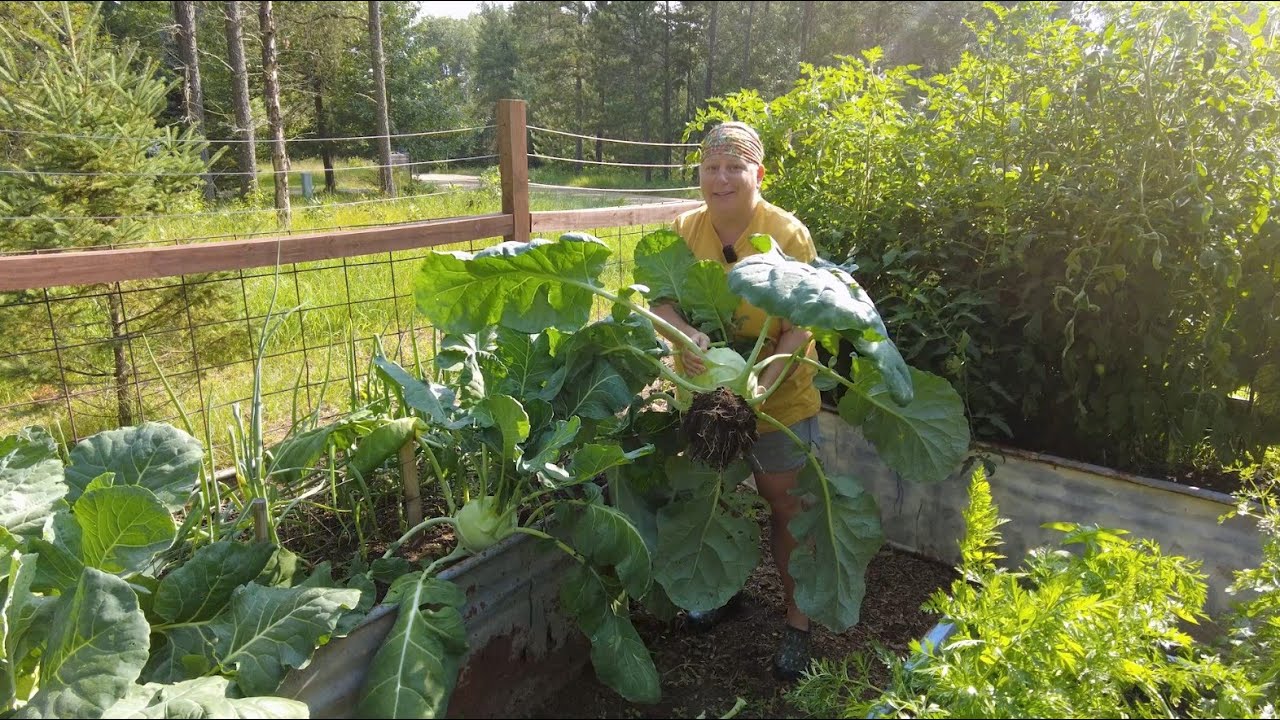 Garden Tour Update + GIANT 9.8 lb Kohlrabi Harvest!