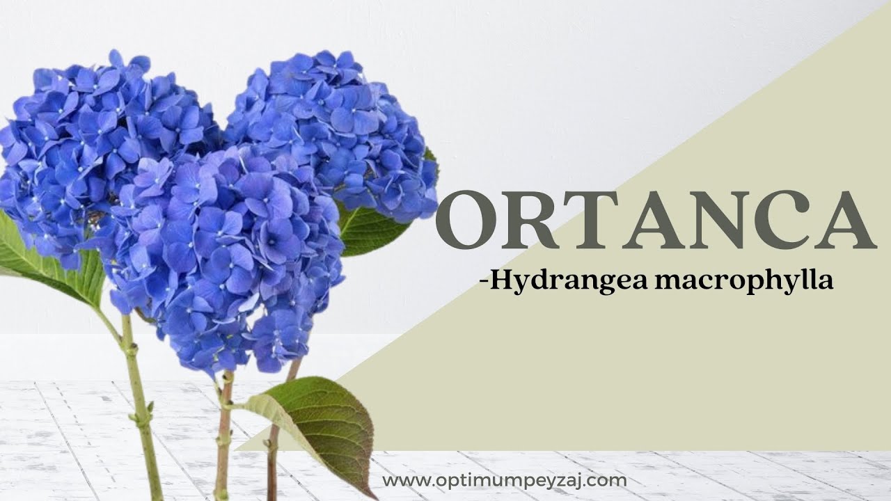 BİTKİ ANSİKLOPEDİSİ | ORTANCA - HYDRANGEA MACROPHYLLA NEDİR? NERELERDE YETİŞİR? İSTEKLERİ NELERDİR?