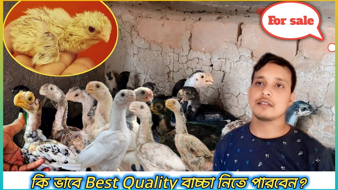 parrot Beak Long Tail Aseel murga // parrot murga // খুব সস্তায় টিয়া ঠোঁটের মুরগি বাচ্চা পাবেন।