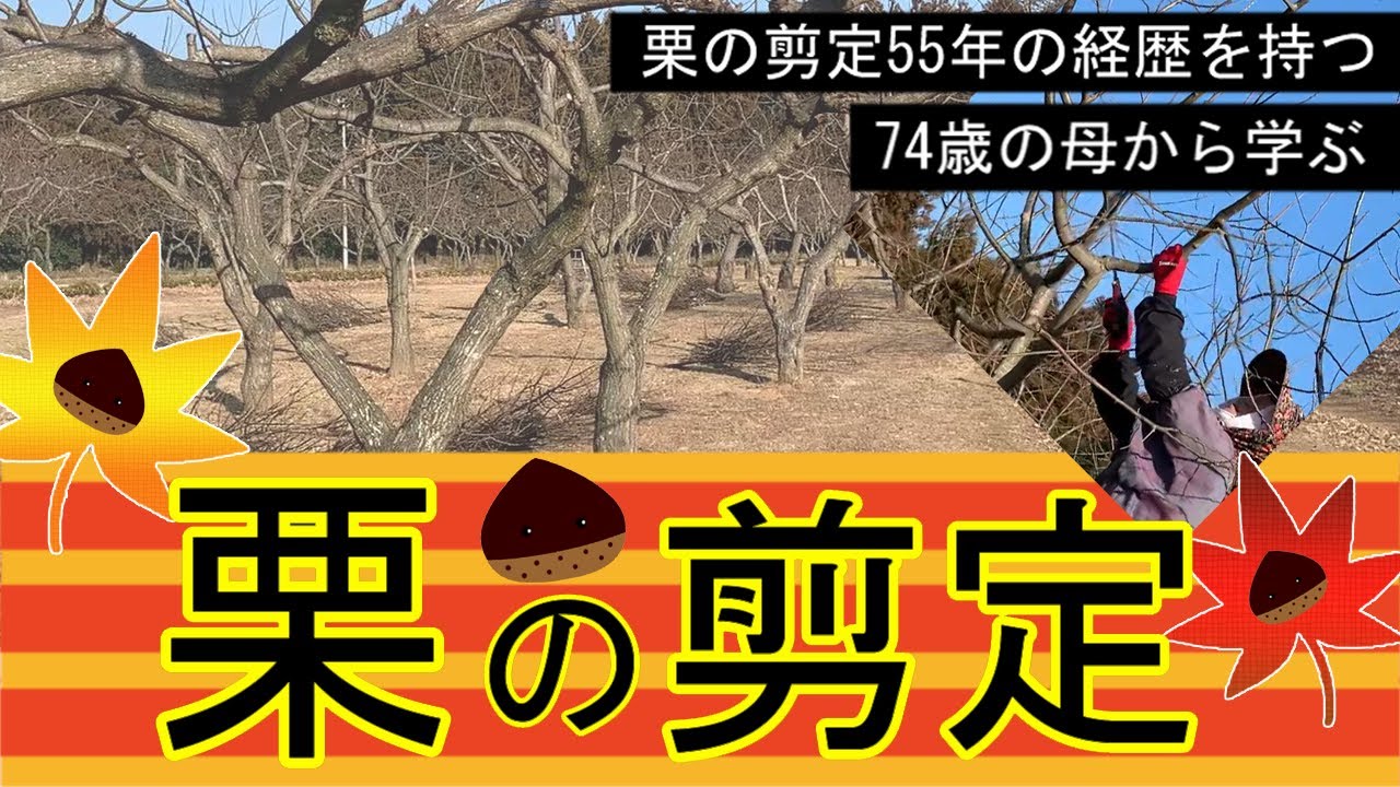 学ぼう 栗の剪定 !  農業を知らない子供が74歳の栗の剪定  55年の経歴を持つ母から学ぶ