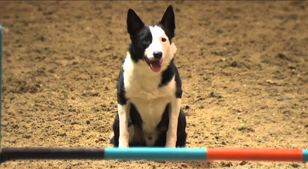 Kennel Club at Olympia from Sunday 23/12/12