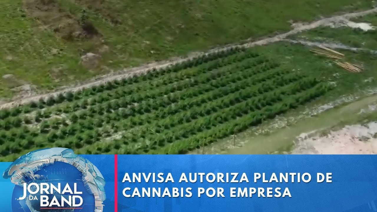 Anvisa autoriza plantio de cannabis por empresa | Jornal da Band