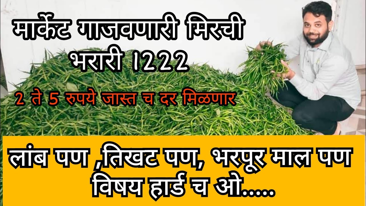 मार्केट गाजवणारी मिरची भरारी 1222 |लांब, तिखट, भरपूर माल |#रोहित_बोरगावे #कृषी_भरारी #मिरची #chilli
