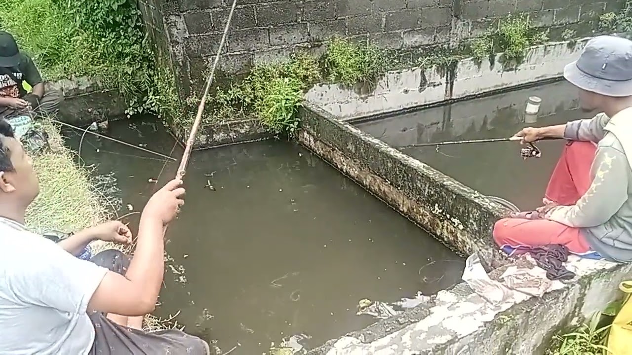 BORONG KOLAM KECIL IKAN NILA BABON  - BABON / 800 RIBU 3 0RANG ?