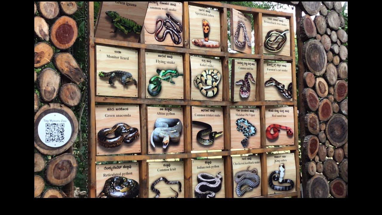 Amazing Snake Collection  in Mysore Zoo, full video, Mysore Tourism