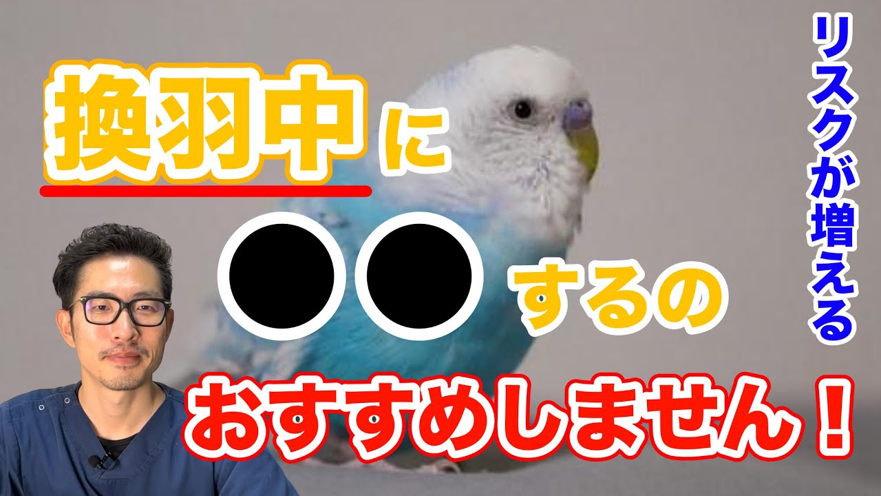【質問コーナー】そのう検査は鳥専門の病院でやったほうがいい？リュープリンを打つタイミングで効果に差はでる？咬んでくるウロコインコさん、どうしたらいい？ 換羽中のダイエットだめ？などにお答えしました！