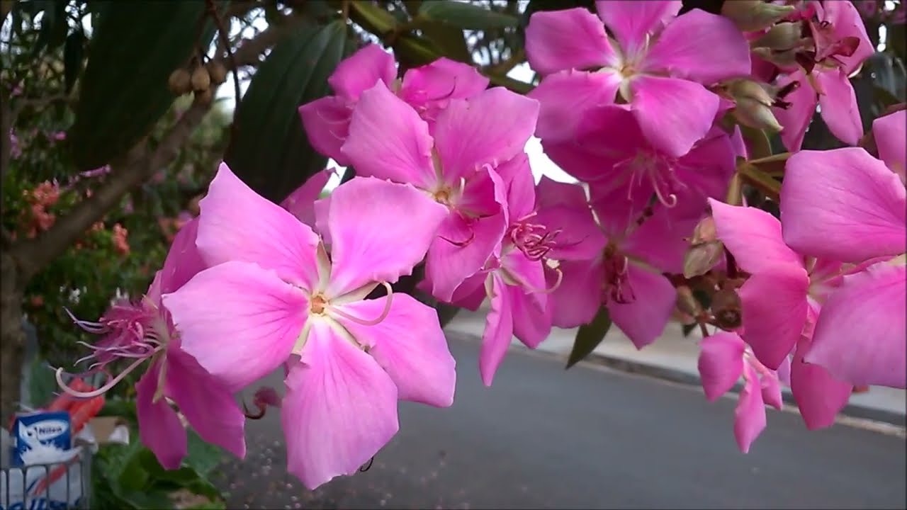 20 plantas para abelhas nativas