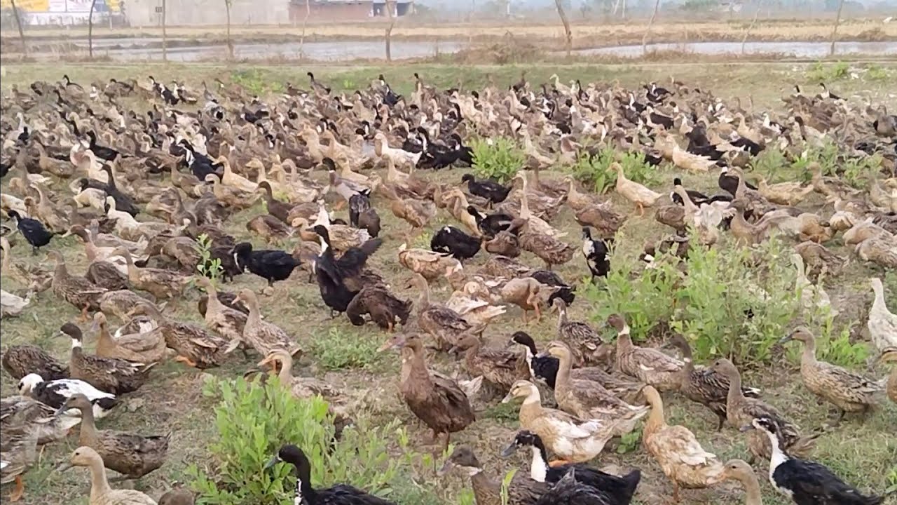 UNLIMITED 🦆🦆🦆🦆🦆😱😱😱😱