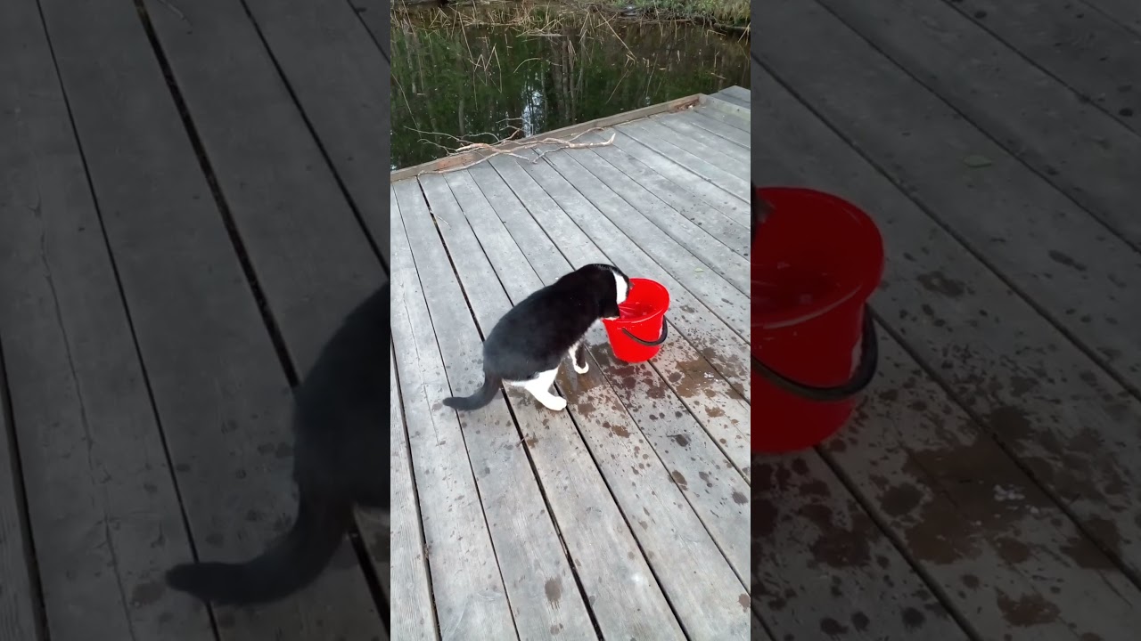 Кот-рыболов )The angler Cat)