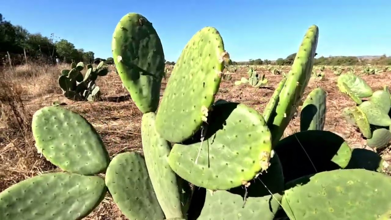 Pinos Zacatecas (No cuento con derechos)