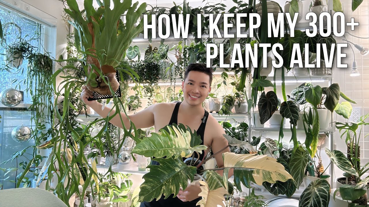 How I Maintain My 300+ Plant Collection | Do Plant Chores with me 🌱 💦🧤