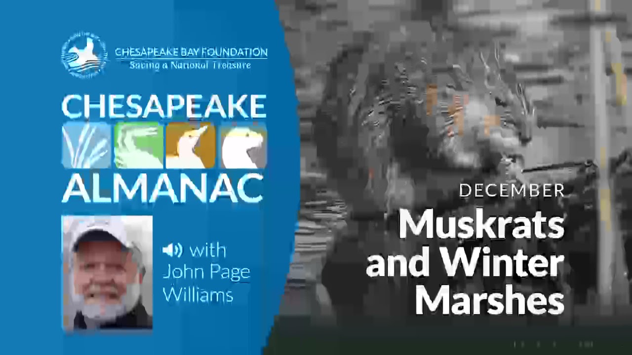 December: Muskrats and Winter Marshes