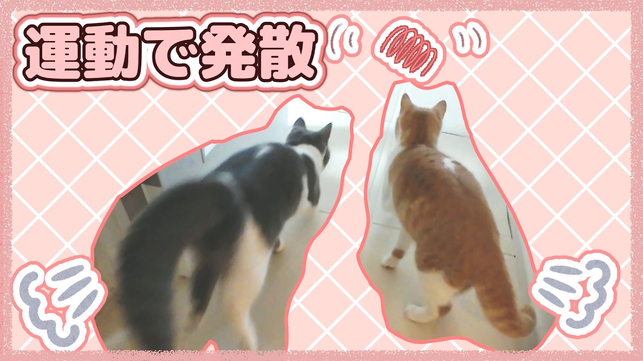 オモチャでたくさん遊んで、発散する猫たち