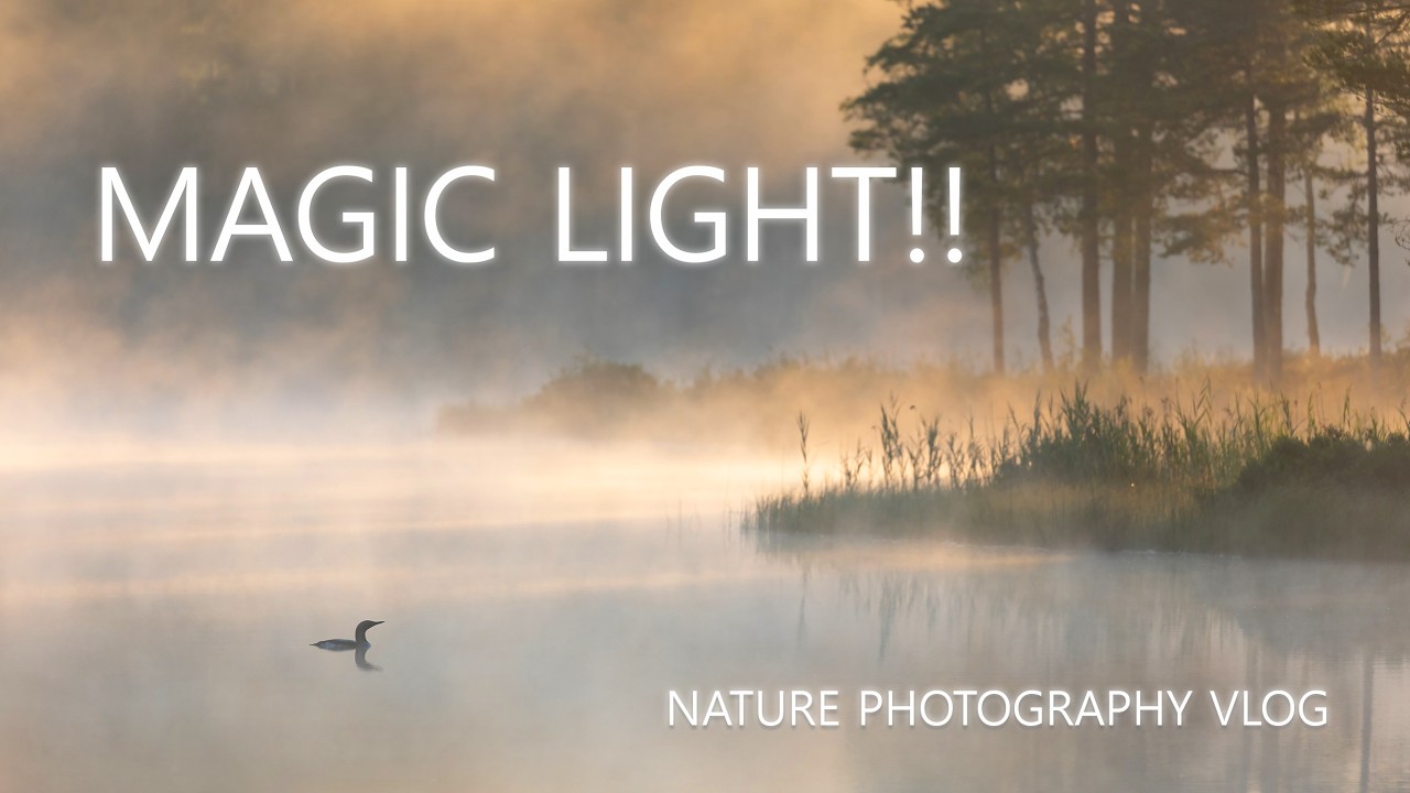 Relaxing Nature Photography Vlog | Swedish Summer Night, Noctilucent Clouds, Misty Sunrise and Birds