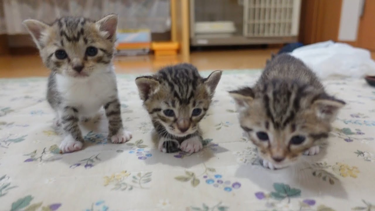 【生後25日】よちよち歩きで後を追いかけてくる子猫たち ＆ 虫を見つけたこじろーの反応がこちらです