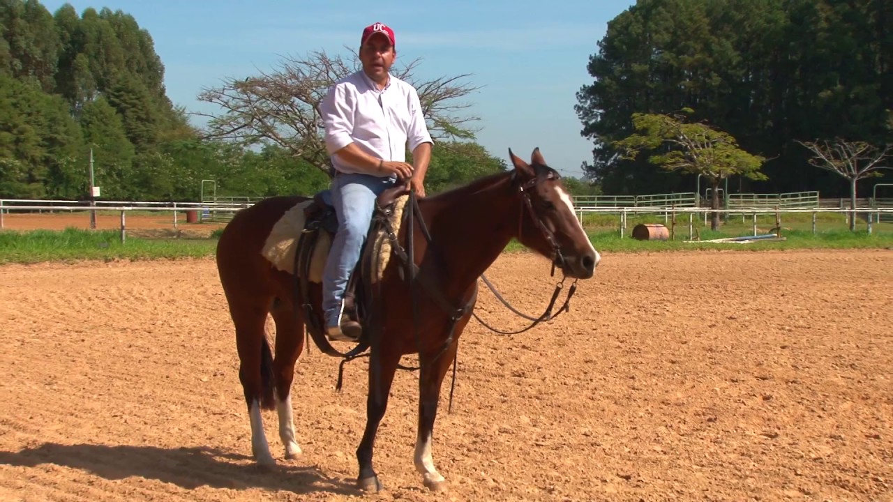 TV UC - Cavalo que vai aonde quer