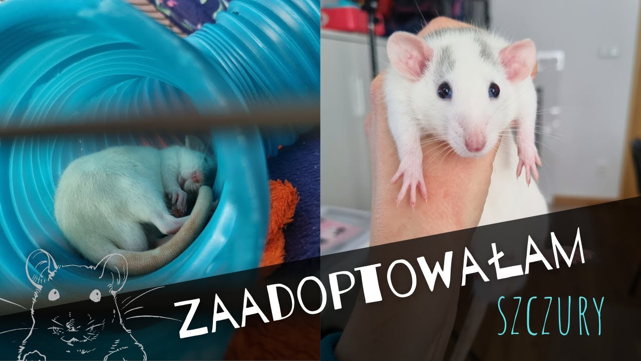 Zaadoptowałam szczury! 🐀🐀 | Szczuromania #33