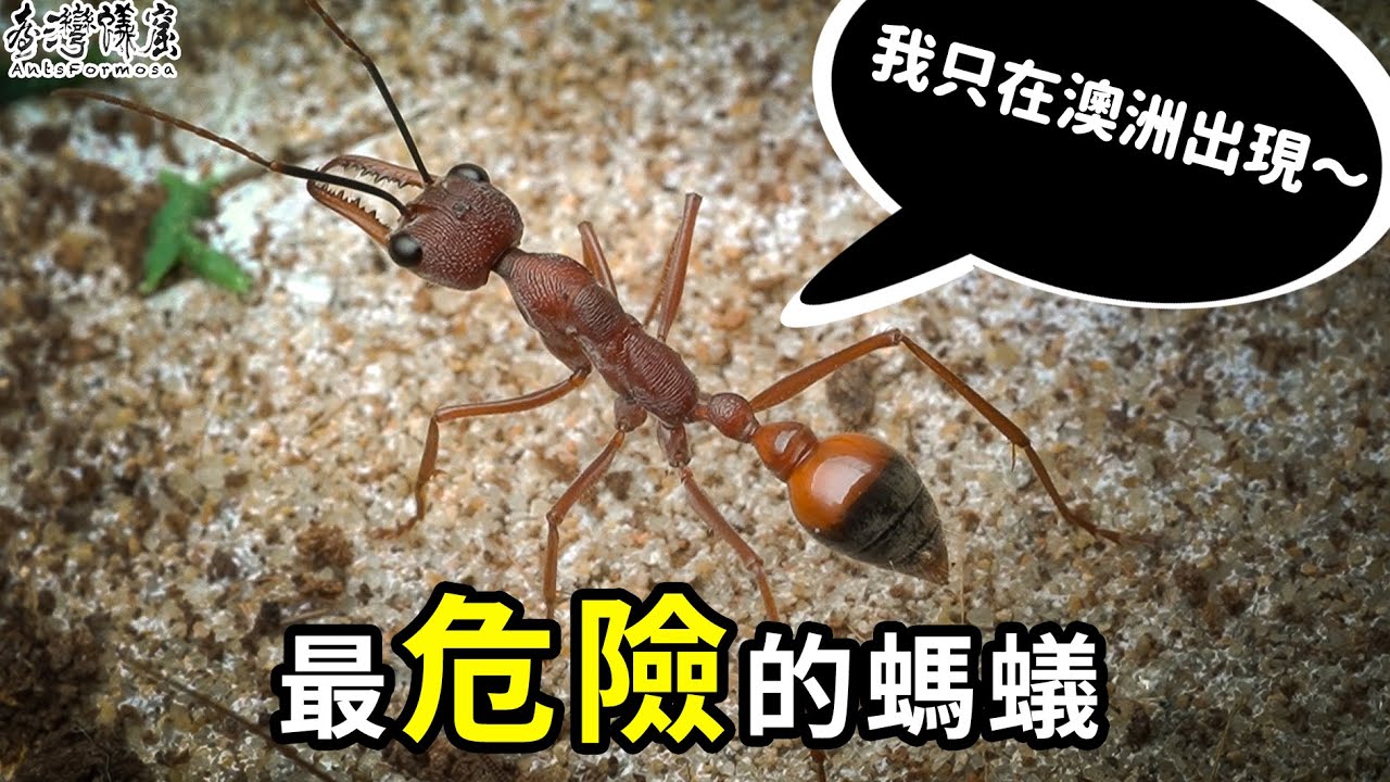 牛頭犬蟻屬Myrmecia.sp｜金氏世界紀錄認證｜【臺灣蟻窟】