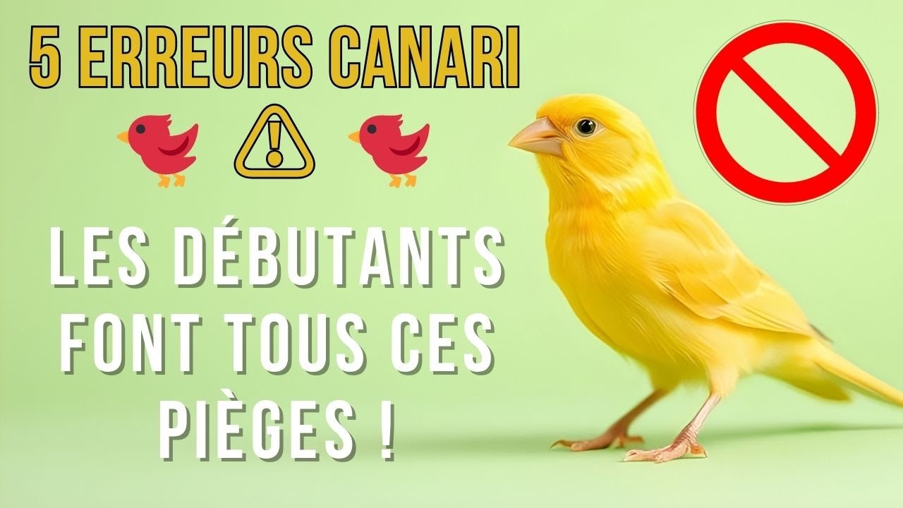 BIEN D&Eacute;BUTER AVEC UN CANARI : 5 ERREURS &Agrave; &Eacute;VITER !